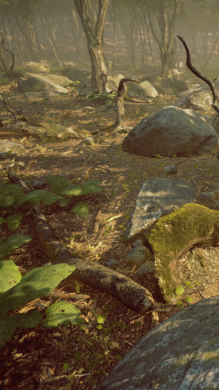Nature scene with rocks and plants in a forest setting during daytime