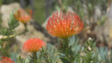 Orange-Nadelkissen-Blume-Im-Park