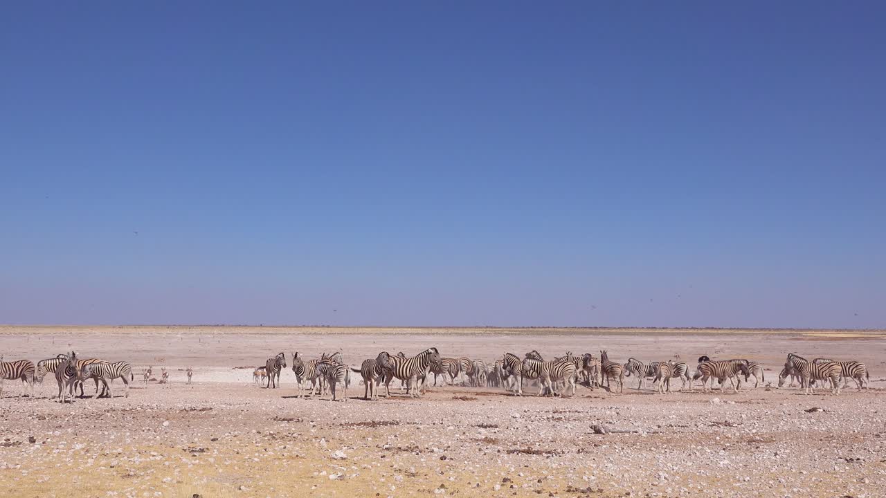 las cebras se reúnen en grandes grupos en un abrevadero en el parque nacional de etosha namibia áfrica