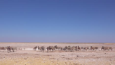 zebras gather in large groups at a watering hole in etosha national park namibia africa