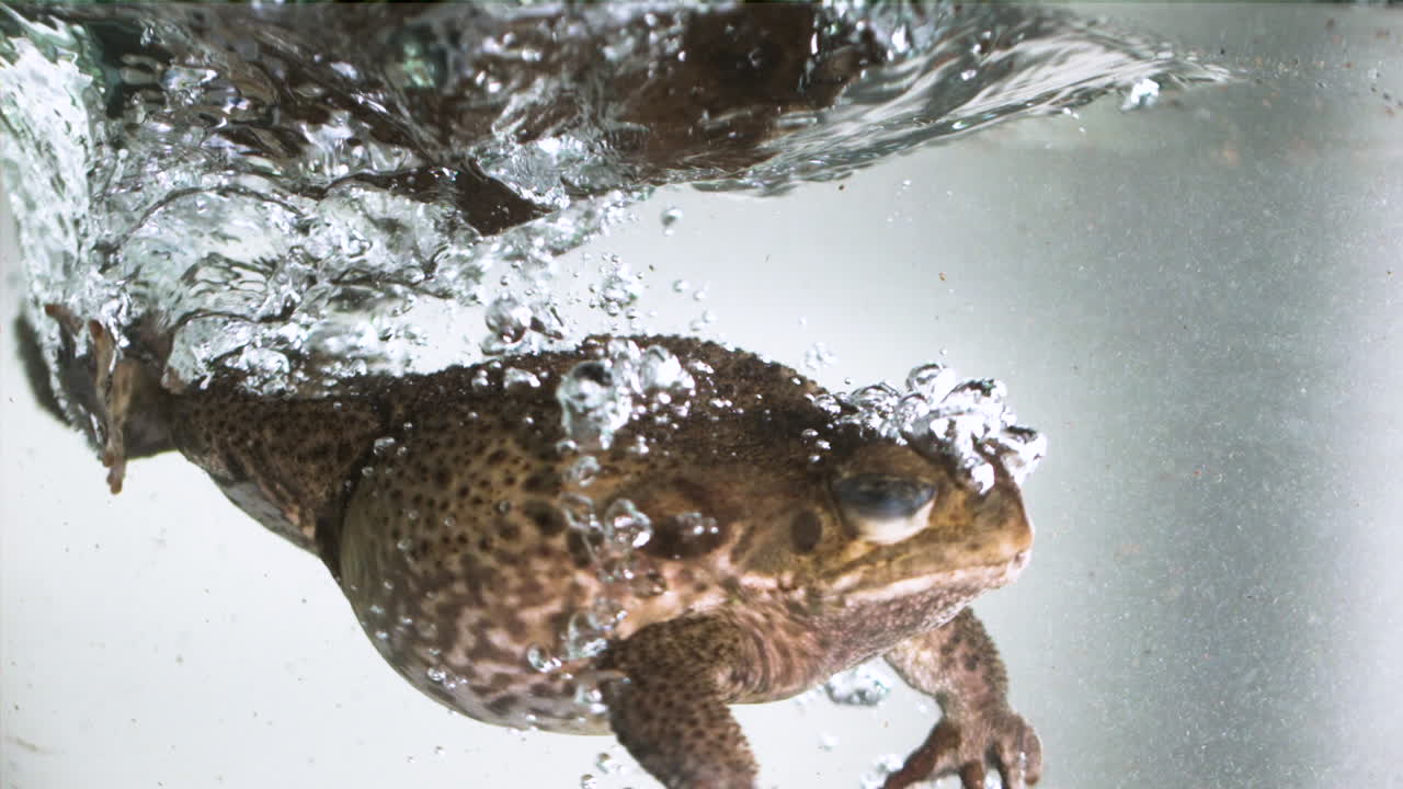 극단적인 슬로우 모션 물에 지팡이 두꺼비를 튀기는