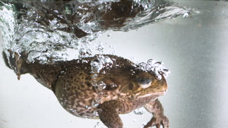 sapo de caña de salpicaduras de cámara lenta extrema en el agua