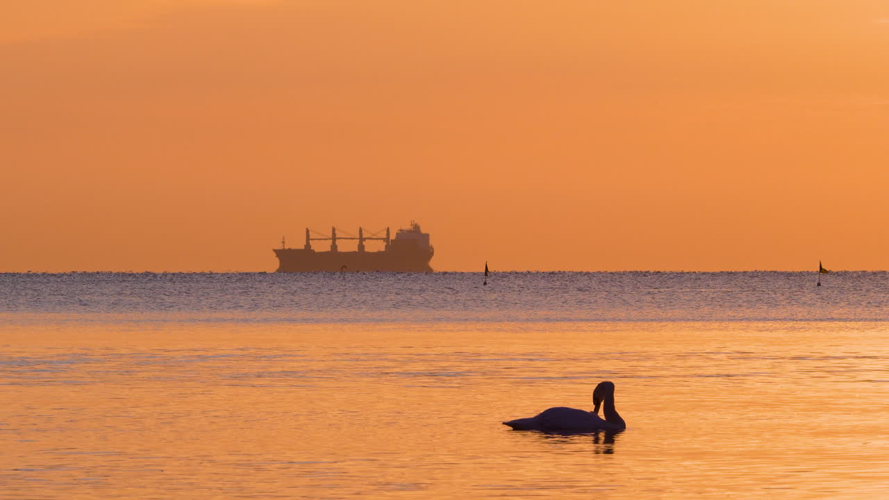 A lone swan stands gracefully on the wet sand of Gdynia Orłowo beach at sunrise, with golden light reflecting off gentle waves