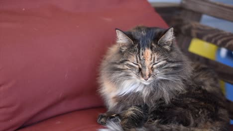 Calico-Cat-on-a-Swing-Cushion-Goes-to-Sleep