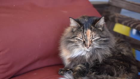 gato calico en un columpio se va a dormir