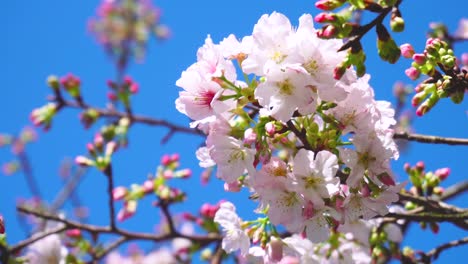 pink sakura cherry blossom close up during spring season at taipei