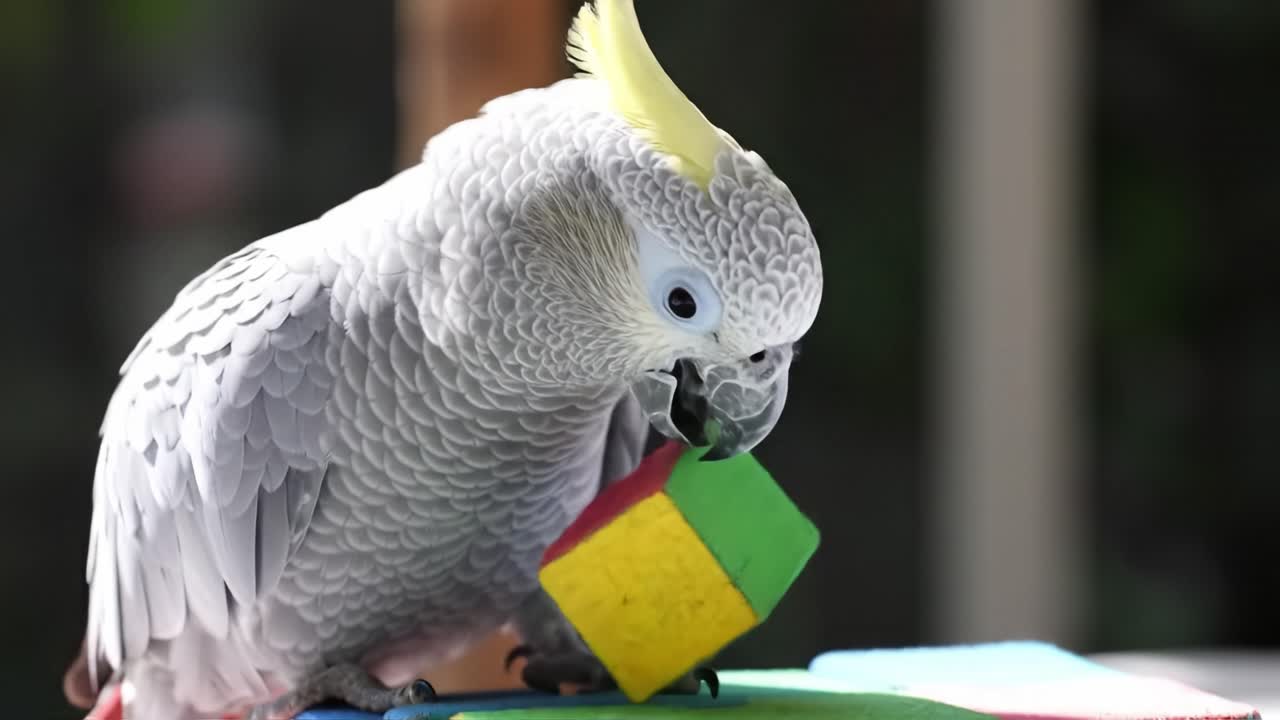 A cockatoo engages with vibrant toys on a table, showcasing its intelligence and curiosity. The setting is bright and cheerful, highlighting the playful nature of this bird as it explores.