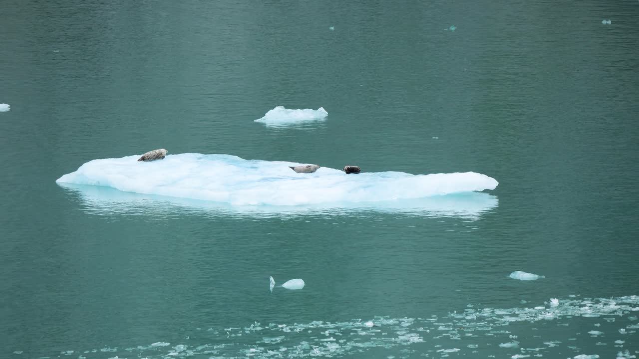 Harbor seals sitting on a iceberg at Dawes Glacier, Endicott Arm fjord, Alaska.