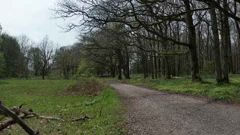 Person-riding-bicycle-in-forest-with-many-flowers