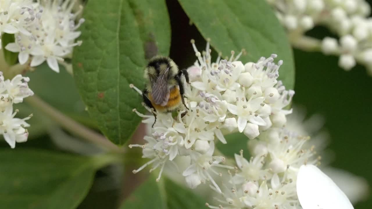 Bumblebee collecting nectar from a white flower, the process of pollination