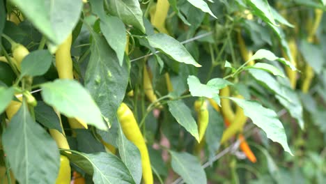 Cultivo-De-Pimientos-En-Un-Invernadero,-Hileras-De-Pimientos-Amarillos-Recién-Madurados-En-Las-Ramas-De-Una-Plantación-Agrícola