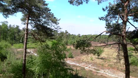 drone flying out of a forrest of pine trees to reveal beautiful open moorland field