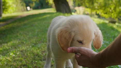 Un-Lindo-Cachorro-Corre-Hacia-La-Mano-De-Su-Dueño.-Toma-Un-Regalo-De-Tu-Mano.-Vídeo-En-Cámara-Lenta-4k