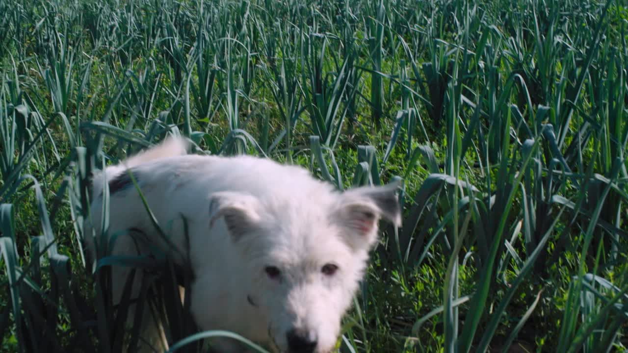 perro blanco feliz paseando por un campo de cebolla y caminando hacia la cámara