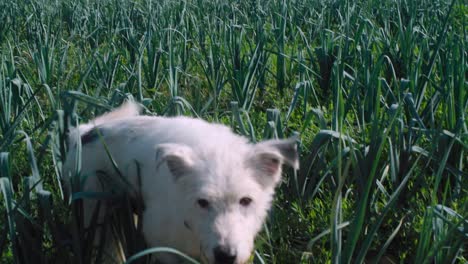 Happy-white-dog-wandering-through-an-onion-field-and-walking-toward-camera