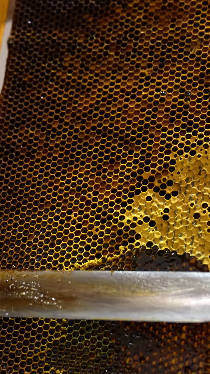 Honeycombs preparation for extraction of organic healthy honey. Male holding a frame and cuts off the tops of wax cells. Close up. Vertical video