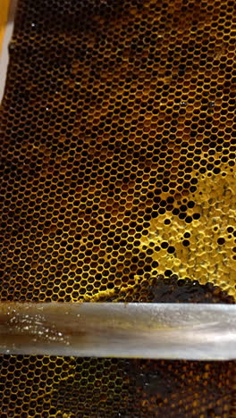 honeycombs preparation for extraction of organic healthy honey. male holding a frame and cuts off the tops of wax cells. close up. vertical video