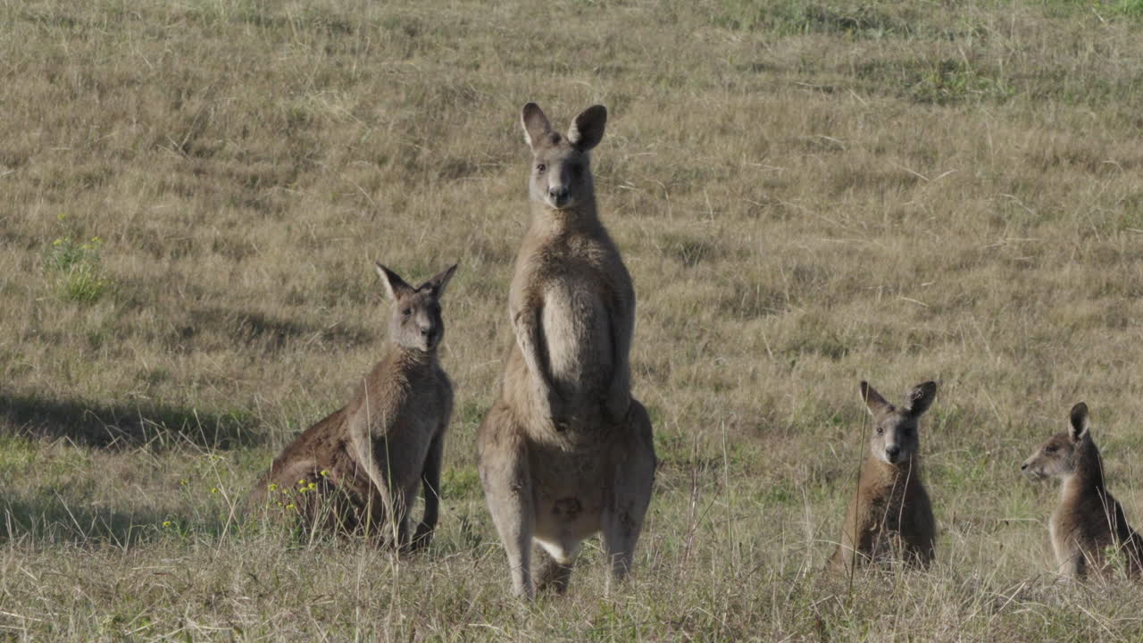 A mob Eastern Grey Kangaroos in a grassy field with a male hopping in front