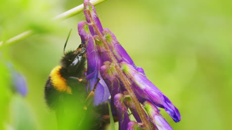 abeja en busca de néctar con la probóscide
