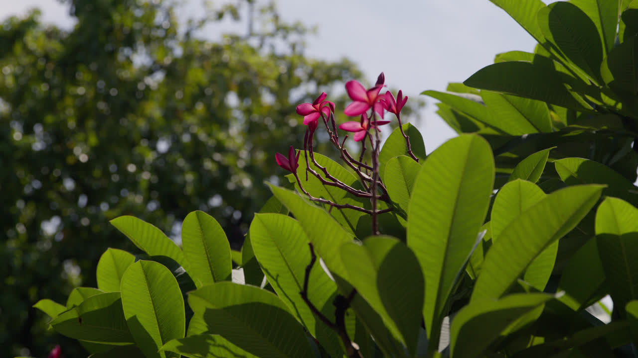 flores rosadas de un árbol con hojas verdes