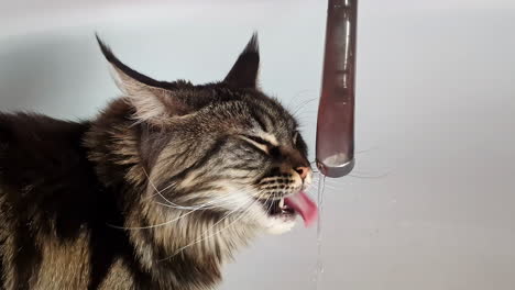 maine coon tabby cat pedigree breed, drinking water from tap, hydratation