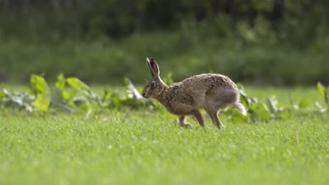 hare running in slow motion