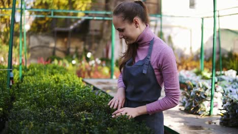 Young-female-florist-in-apron-examining-and-arranging-flowerpots-with-green-boxwood-on-the-shelf.-Young-woman-in-the-greenhouse-checks-a-pot-of-buxus