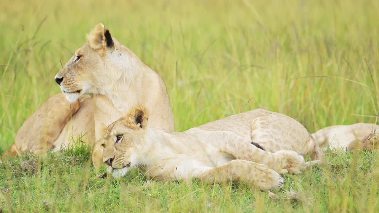 trots van leeuwen in lang savanne gras, afrikaans wild safari dier in maasai mara nationaal reservaat in kenia, afrika, portret van twee vrouwelijke leeuwinnen close-up in savanne gras uit lage hoek