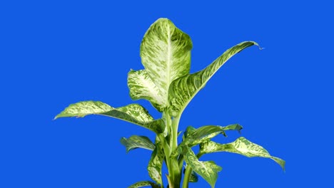 moviéndose alrededor de una planta tropical de hojas anchas - pantalla azul para la composición