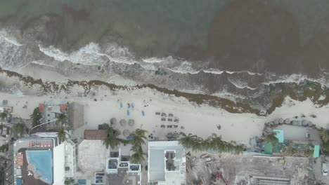 algas sargassum en la playa de playa del carmen quintana roo mexico 15