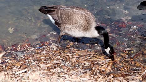 Kanadische-Gans,-Die-Im-Städtischen-Wasservogelteich-Nach-Rechts-Geht-Und-Entlang-Der-Küste-Nach-Nahrung-Sucht