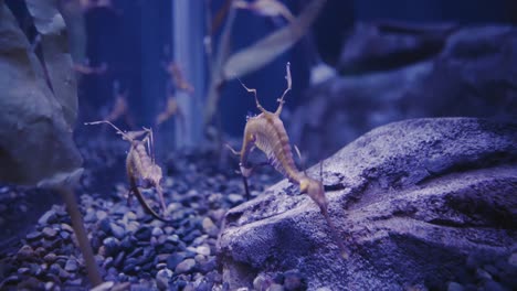 Seahorses-gracefully-swimming-in-clear-water-looking-for-food