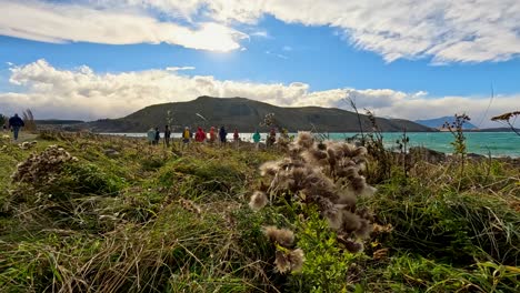 a group of people walk along lake tekapo’s shoreline in new zealand, with thistles and grasses in the foreground and dynamic clouds overhead