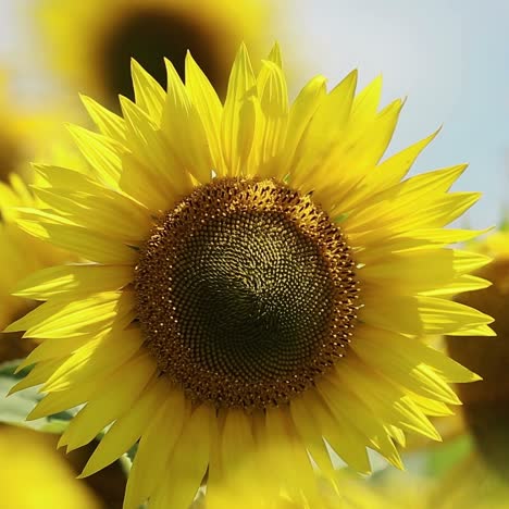 sunflower against a blue sky
