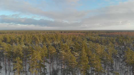 descending into a snowy forest with evergreen trees under a blue sky in latvia