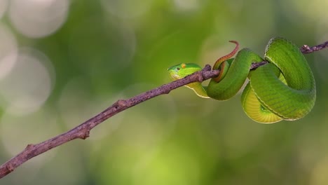 the white-lipped pit viper is a venomous pit viper endemic to southeast asia and is often found during the night waiting on a branch or limb of a tree near a body of water with plenty of food items