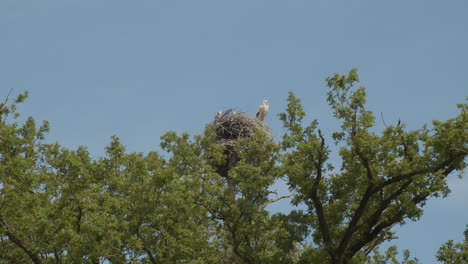 white stork looking down from nest up in high tree