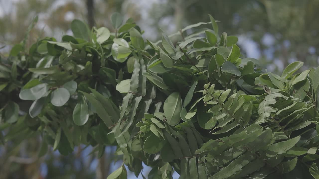 Un arco exuberante y verde elaborado con follaje, que simboliza nuevos comienzos y belleza natural