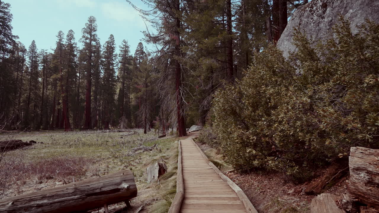 Wooden Pathway Through a Redwood Forest