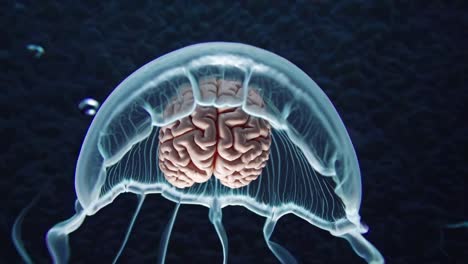 jellyfish with brain