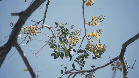 hummingbird hovering drinking nectar from a flowering tree in mayan forest, riviera maya, mexico