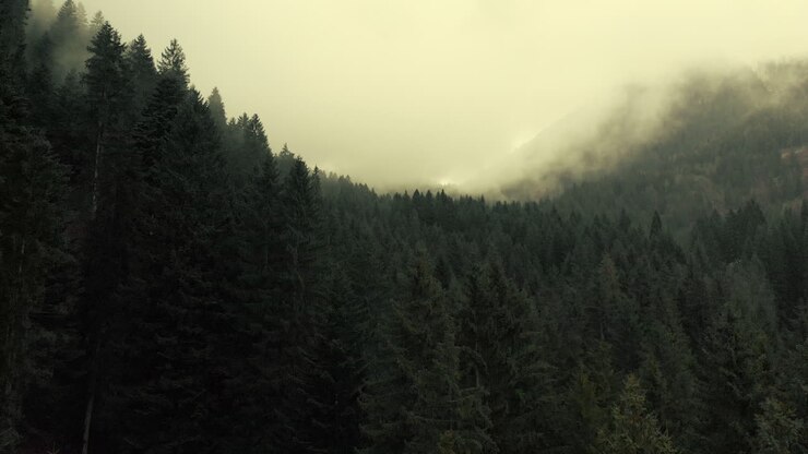 bosque de montaña con niebla