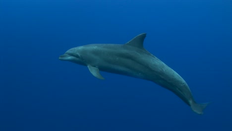 toma cercana del delfín nariz de botella, tursiops truncatus en agua azul clara del océano pacífico sur posando frente a la cámara