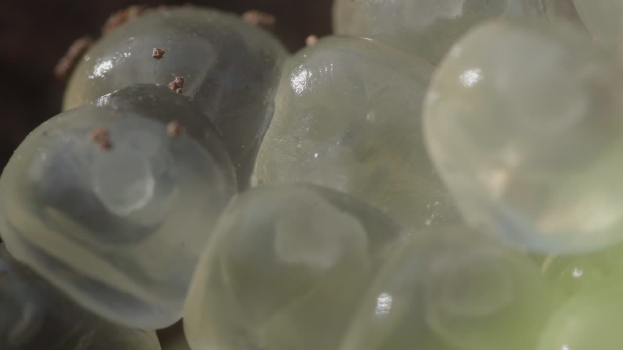 Translucent spherical eggs clustered together, with small creatures visibly moving or breathing inside