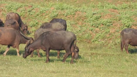 búfalos comiendo hierba - lago - suelo