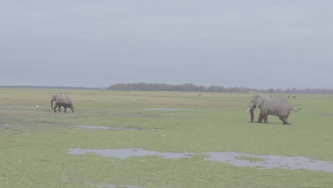 aerial drone stock footage of elephants roaming over wetlands amboseli national park