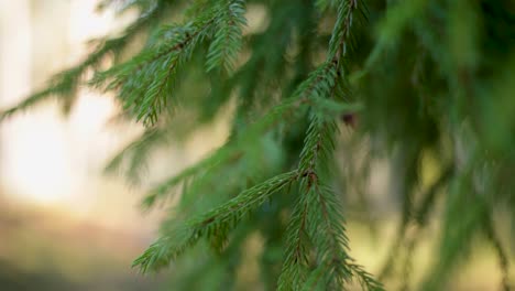 Moving-spruce-branch-in-sunlight