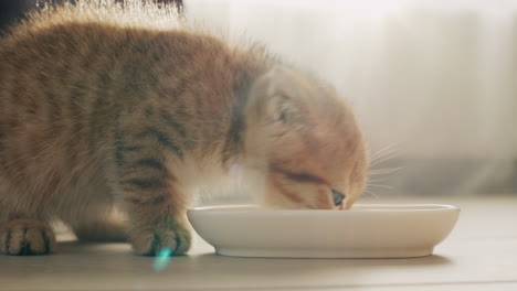 a ginger little kitten is having breakfast by the window, the morning light beautifully illuminates his fur