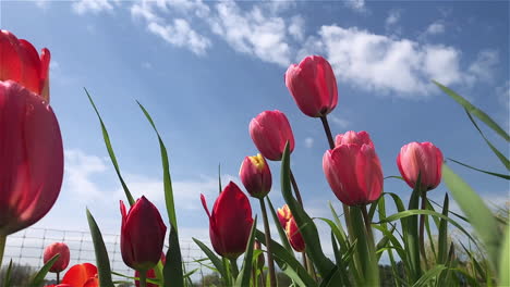 slow motion shot of a group of tulips swaying in a strong breeze under a clear, bright, blue sky