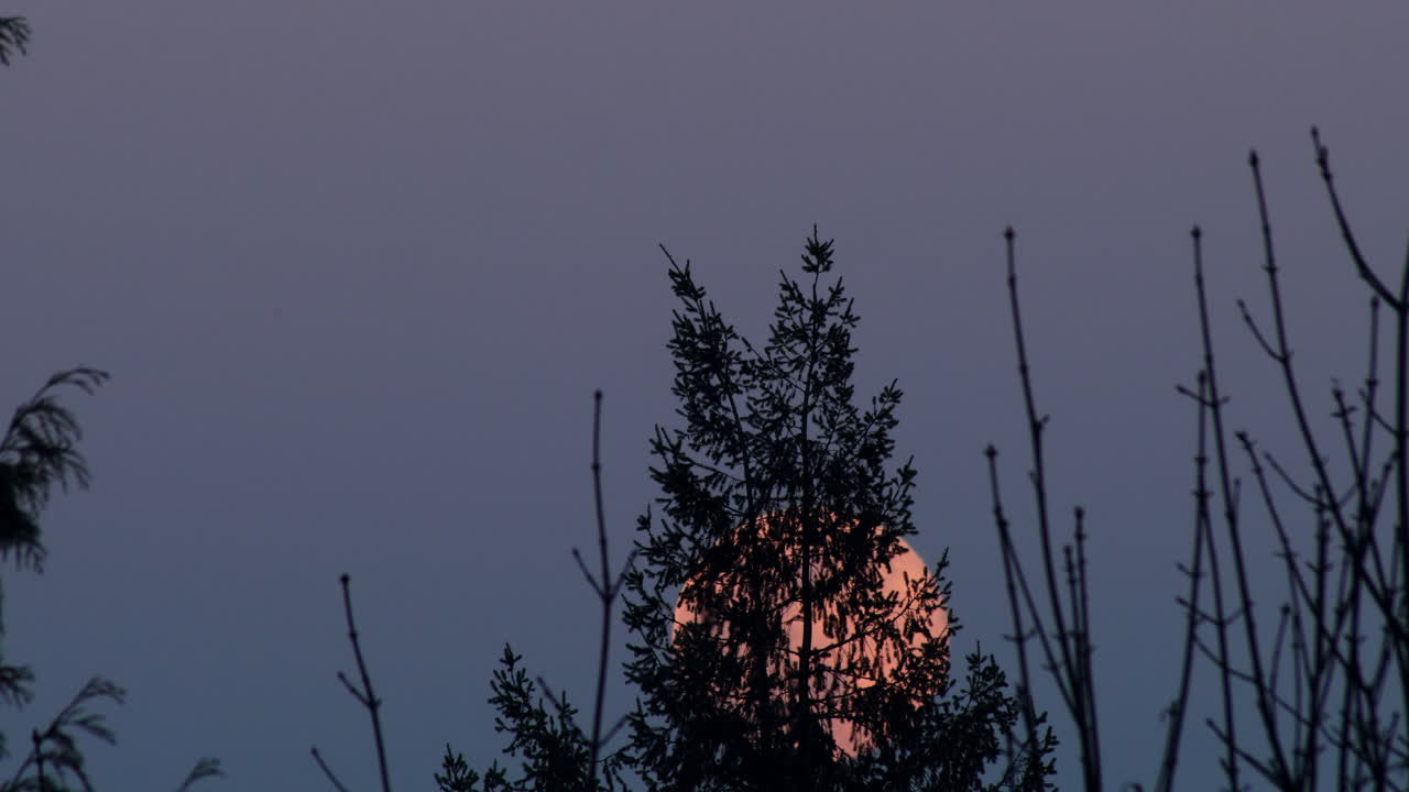 The Top View Of The Leaves Of Trees In Capitol Hill Reservoir Park Covered The Wonderful Moon In The Evening Sky - Close Up Shot
